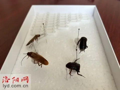 洛阳首现“樱桃红蟑螂”！小区泛滥，“一到晚上蟑螂到处爬”，洛阳疾控回应