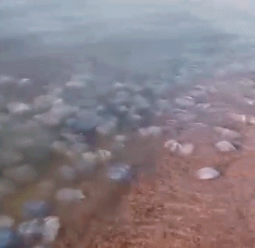 俄罗斯一海滩出现大规模水母聚集 引发游客居民恐慌