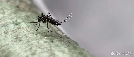 佛山基孔肯雅热确诊病例逾千例