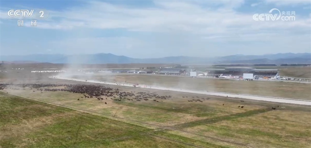 新疆昭苏草原上演“万马奔腾”壮观景象 马产业蓬勃发展打造影响力IP 新疆昭苏草原上演“万马奔腾”壮观景象 马产业蓬勃发展打造影响力IP