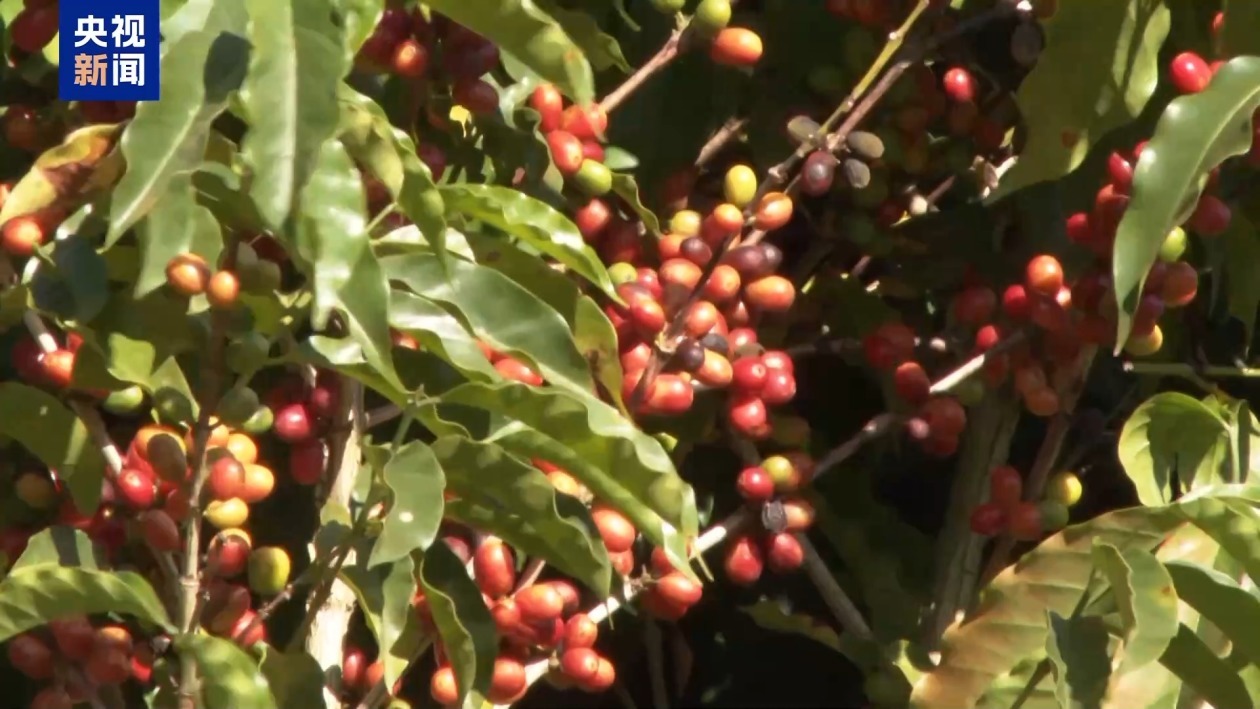 巴西咖啡出口商协会主席：美国加征关税“害人害己”