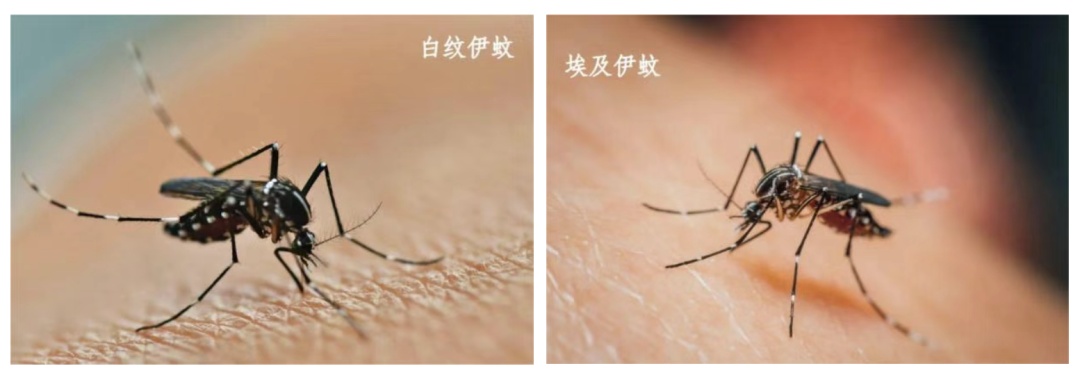 通过“花蚊子”传播！感染风险上升，三地发布“告全体市民书”