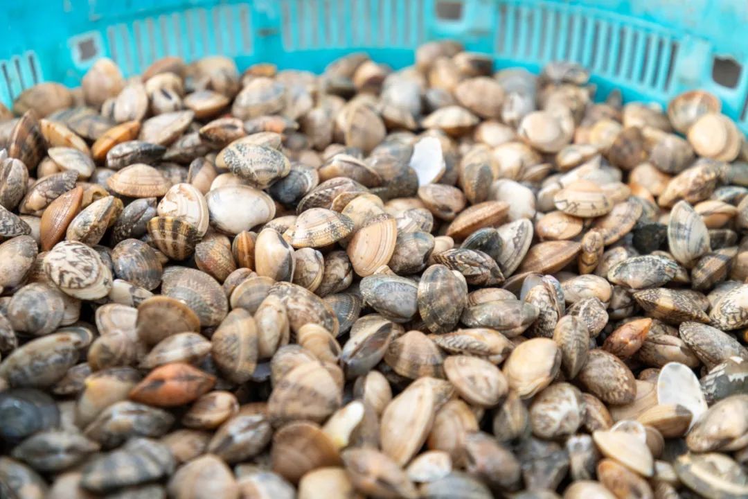 “天下第一鲜”来了！福州正大量上市