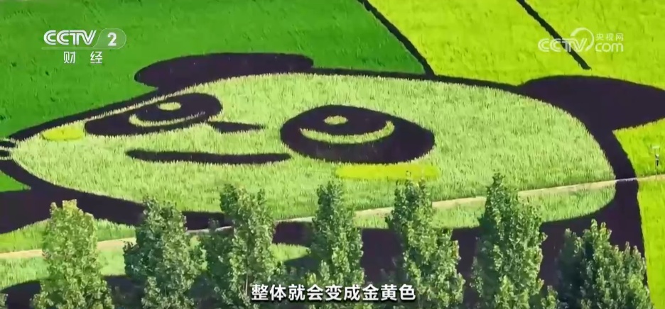 从“产业旺”到“乡村兴” 特色种植结出振兴“致富花”“增收果”