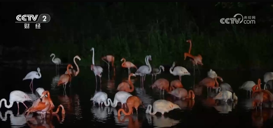 暑期文旅市场“百花齐放” “夜经济”引领夏日消费热潮