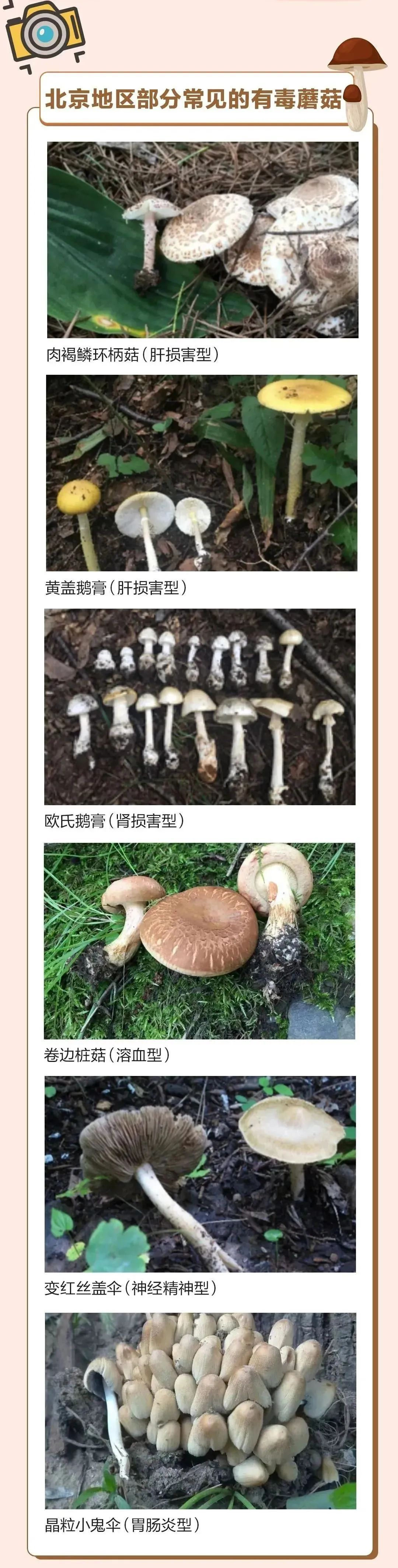 雨后大量出现！有剧毒！紧急提醒→