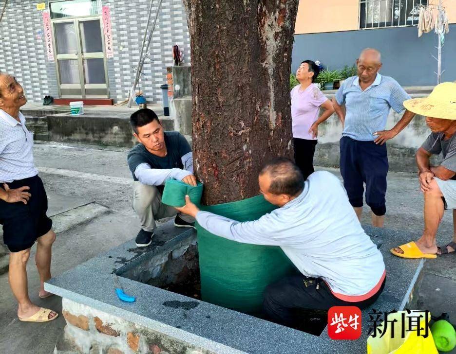 80年大榉树濒临死亡，多方联手紧急施救