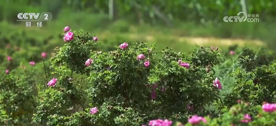 从“产业旺”到“乡村兴” 特色种植结出振兴“致富花”“增收果”