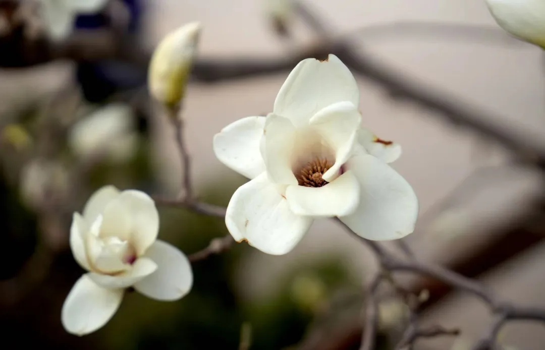 太惊喜!沈阳这个“顶流”竟然返场了!曾创下二十多万人打卡的纪录 太惊喜!沈阳这个“顶流”竟然返场了!曾创下二十多万人打卡的纪录