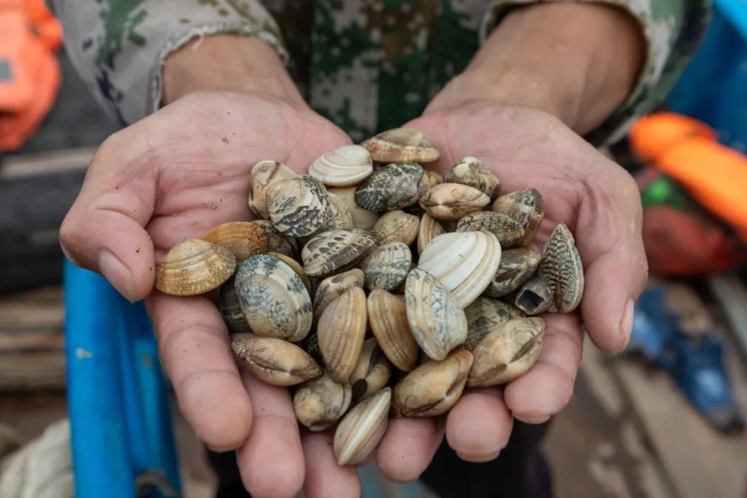 “天下第一鲜”来了！福州正大量上市