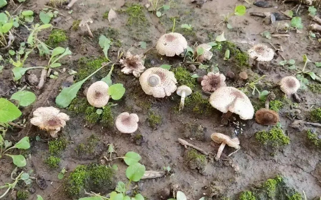 雨后大量出现！有剧毒！紧急提醒→