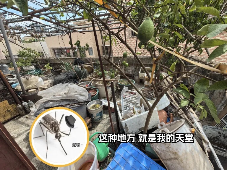 警惕基孔肯雅热！广东佛山已超千例感染