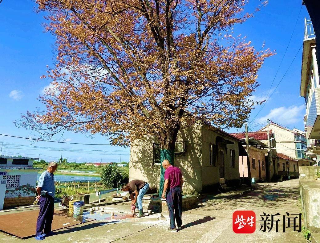 80年大榉树濒临死亡，多方联手紧急施救