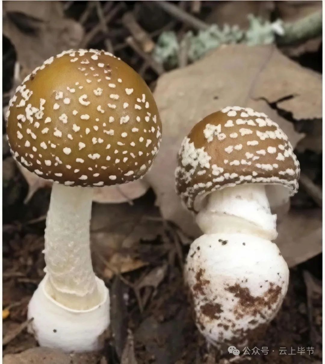 不要捡，不要吃！近期大量出现，可致人中毒