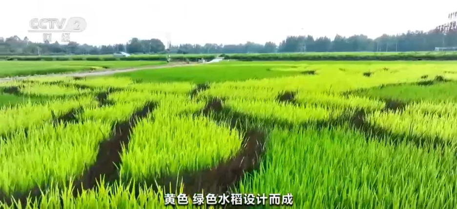 从“产业旺”到“乡村兴” 特色种植结出振兴“致富花”“增收果”