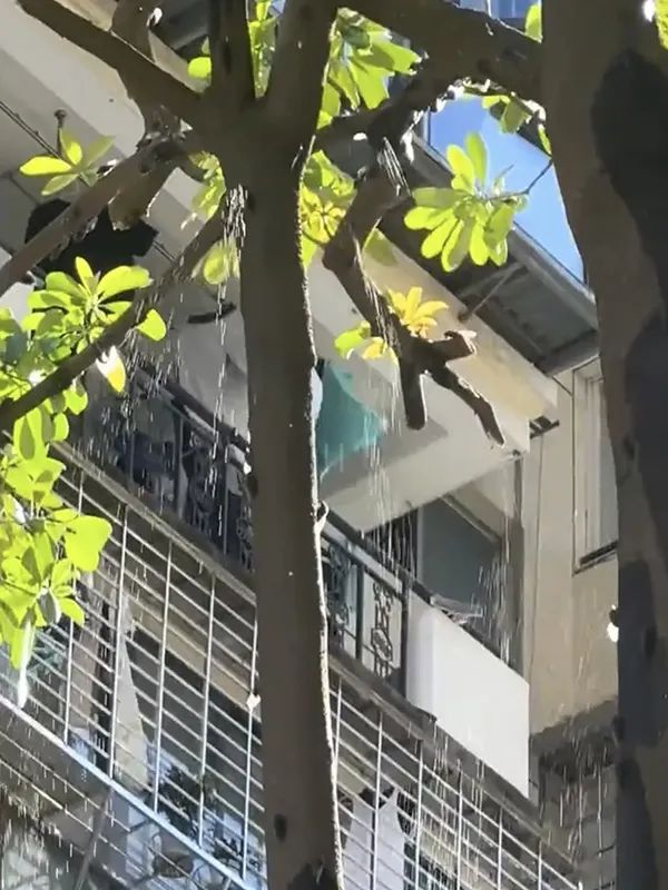 “被蝉滋了一身尿,有毒吗?”回应来了 “被蝉滋了一身尿,有毒吗?”回应来了