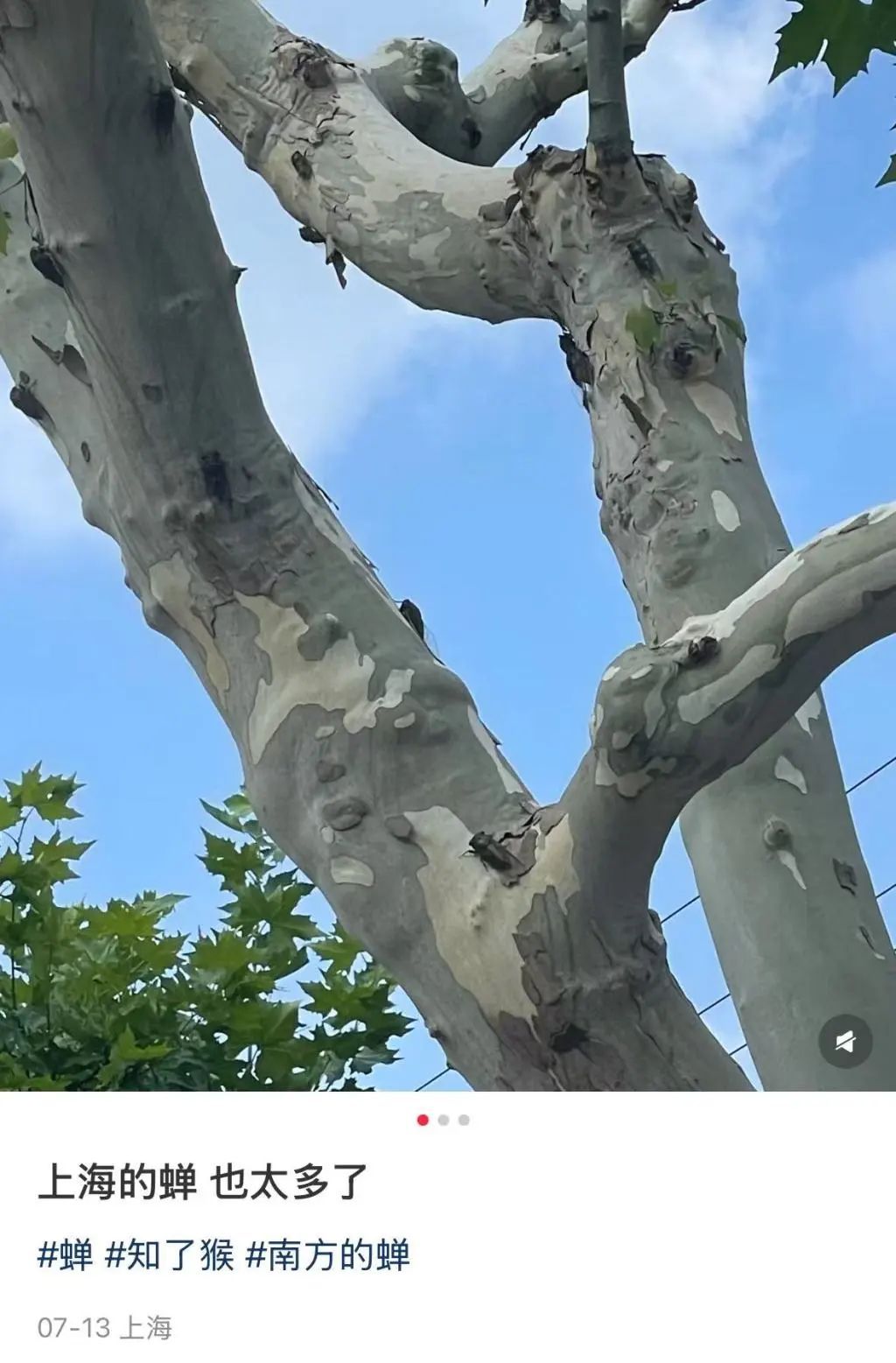 “被蝉滋了一身尿,有毒吗?”回应来了 “被蝉滋了一身尿,有毒吗?”回应来了