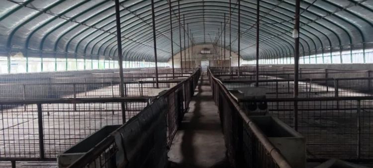 认养黑猪返利20%？“庞博集团”传销案始末：披着农业外衣的资金陷阱