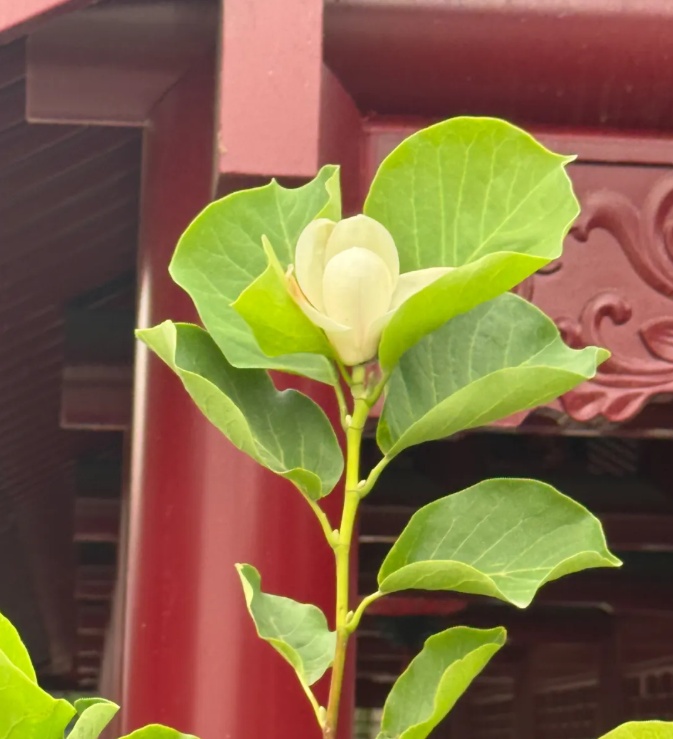 太惊喜!沈阳这个“顶流”竟然返场了!曾创下二十多万人打卡的纪录 太惊喜!沈阳这个“顶流”竟然返场了!曾创下二十多万人打卡的纪录