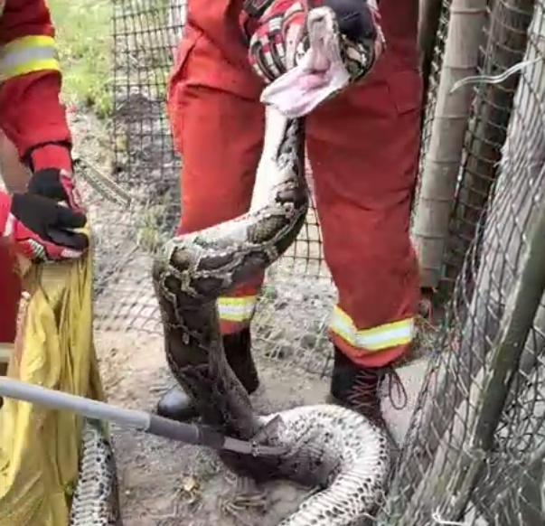 蟒蛇进村偷鸡被捕后，张开血盆大口吓唬消防员？