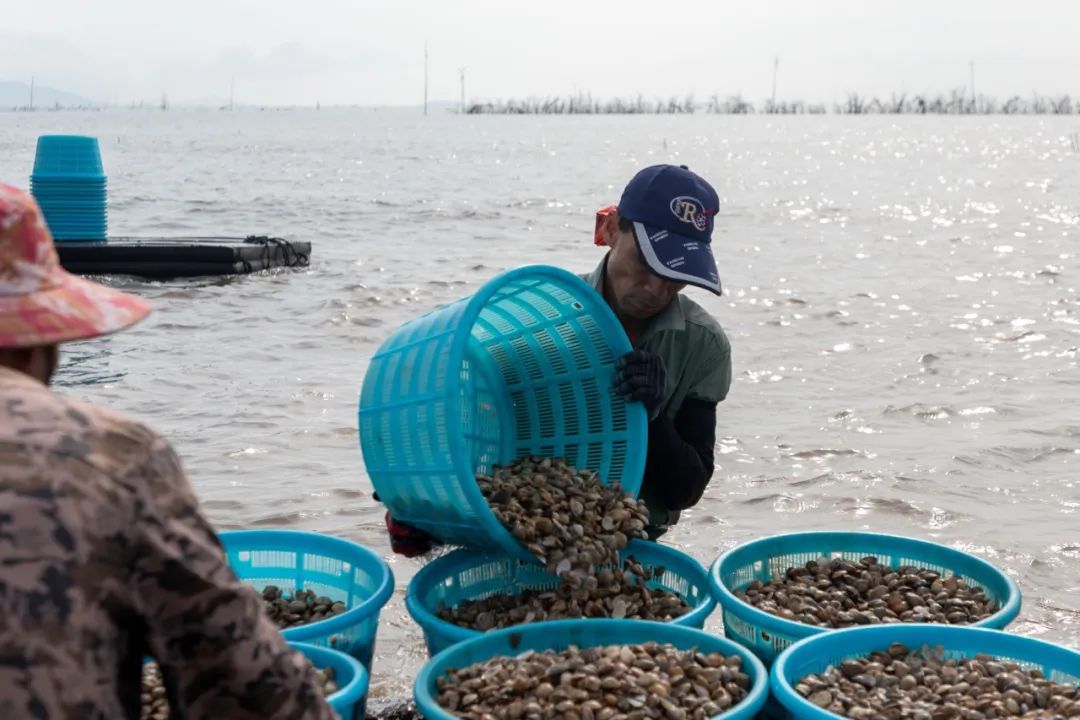 “天下第一鲜”来了！福州正大量上市
