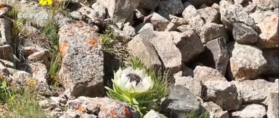 从“产业旺”到“乡村兴” 特色种植结出振兴“致富花”“增收果”