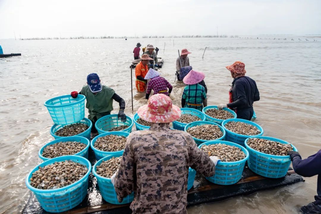 “天下第一鲜”来了！福州正大量上市