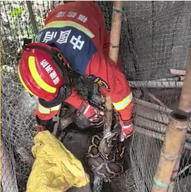 蟒蛇进村偷鸡被捕后，张开血盆大口吓唬消防员？