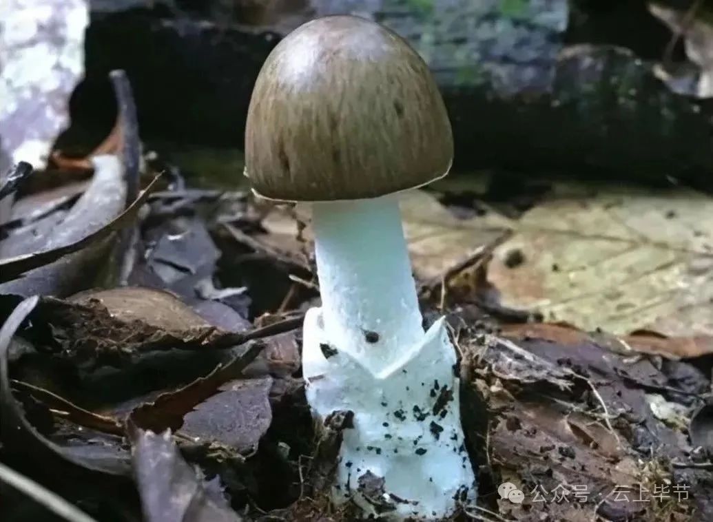 不要捡，不要吃！近期大量出现，可致人中毒