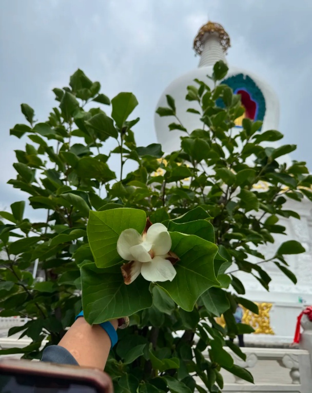 太惊喜!沈阳这个“顶流”竟然返场了!曾创下二十多万人打卡的纪录 太惊喜!沈阳这个“顶流”竟然返场了!曾创下二十多万人打卡的纪录