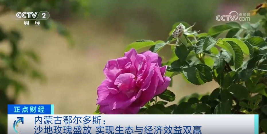 从“产业旺”到“乡村兴” 特色种植结出振兴“致富花”“增收果”