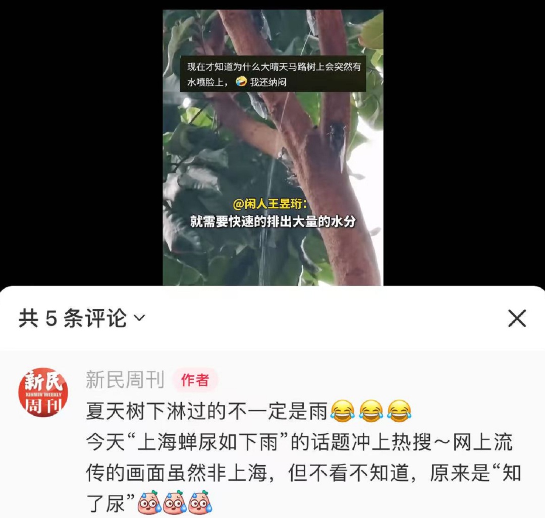 冲上热搜!上海市民崩溃:今年的蝉为啥这么多?吵得睡不着!专家:多品种遇上“大年” 冲上热搜!上海市民崩溃:今年的蝉为啥这么多?吵得睡不着!专家:多品种遇上“大年”