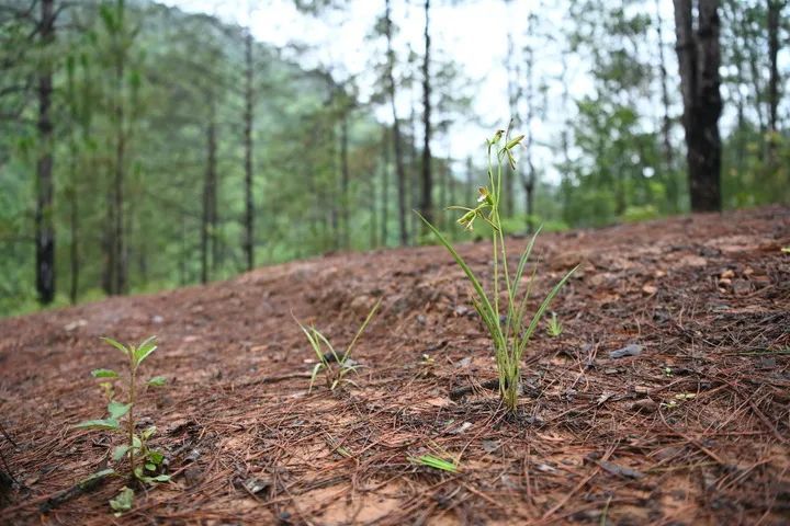 意外！我国再度发现这一灭绝植物