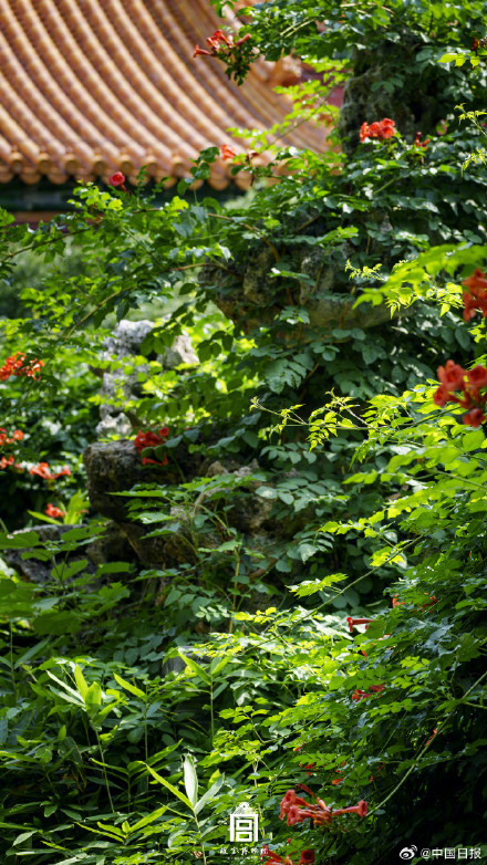 收藏！故宫夏日壁纸送来满屏清凉