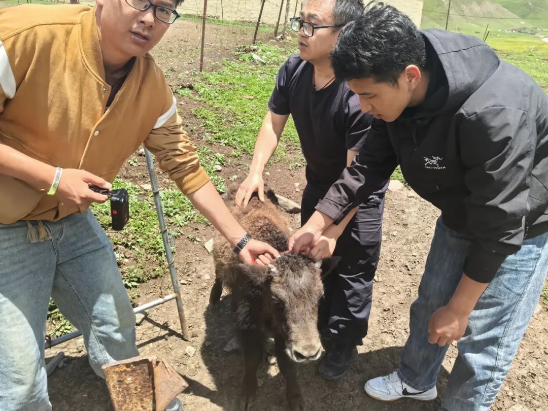 猎捕野牦牛幼崽,青海2人被抓! 猎捕野牦牛幼崽,青海2人被抓!