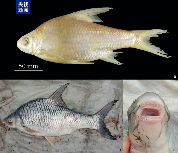 中国新记录鱼类+5 云南西双版纳澜沧江流域有新发现