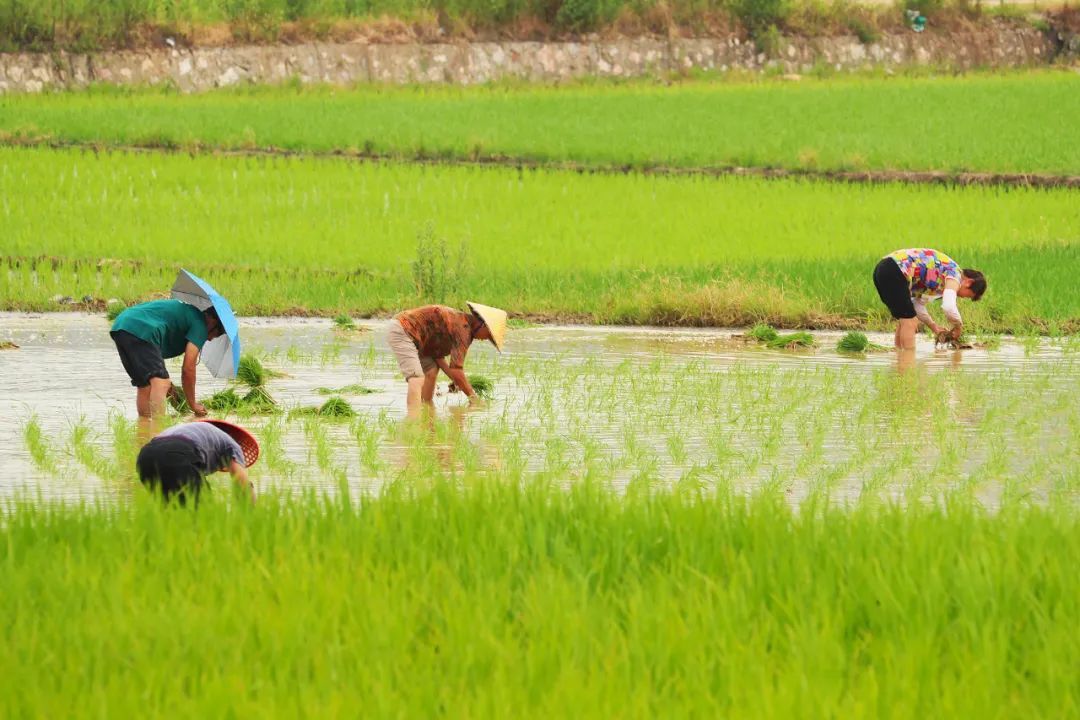 今日21点29分,迎来夏天最后一个节气大暑 今日21点29分,迎来夏天最后一个节气大暑