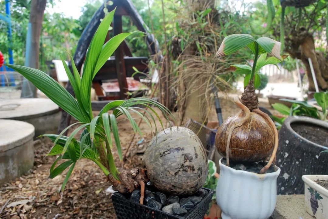 偶有境外输入病例，北京疾控紧急提醒