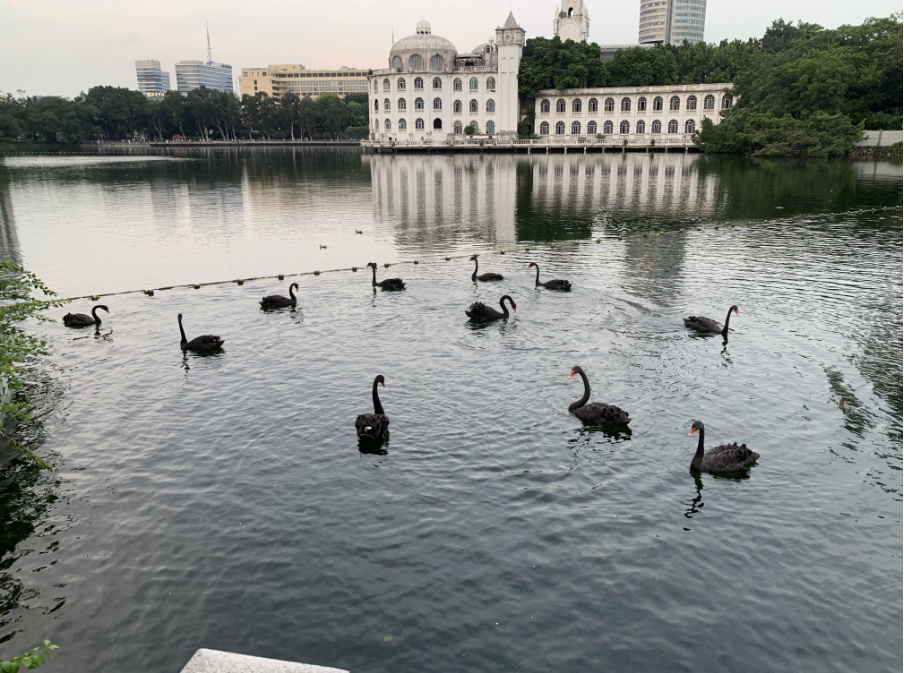 广州流花湖公园内，男子自带3袋馒头投喂黑天鹅，还分给他人一起投喂，园方明令禁止
