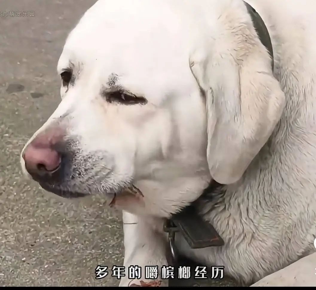 博主给自家狗狗吃槟榔走红后带货引争议！兽医警告：有毒！严重可致命