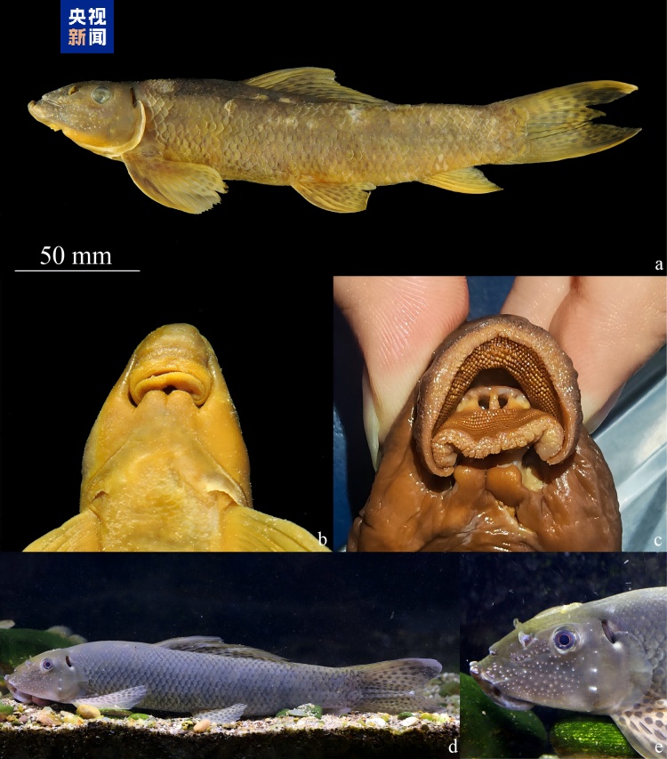 中国新记录鱼类+5 云南西双版纳澜沧江流域有新发现