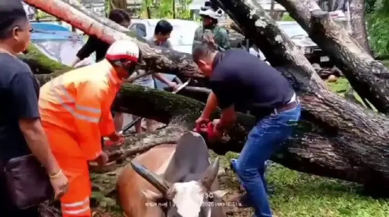 噩耗传来！2名中国游客在泰国不幸身亡