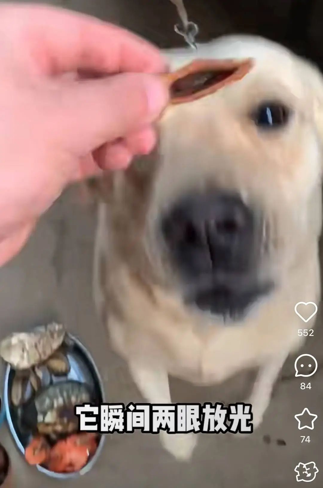 博主给自家狗狗吃槟榔走红后带货引争议！兽医警告：有毒！严重可致命