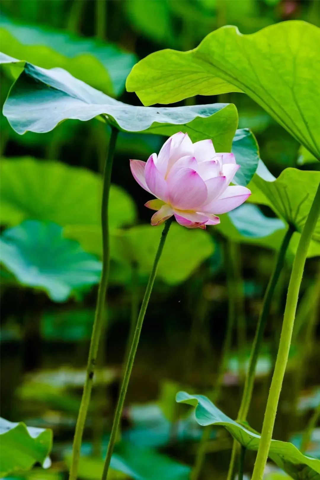 今日大暑！炎蒸至盛，盼“暑”尽甘来