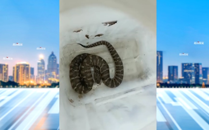 6岁男孩被毒蛇咬伤！紧急送哈尔滨......