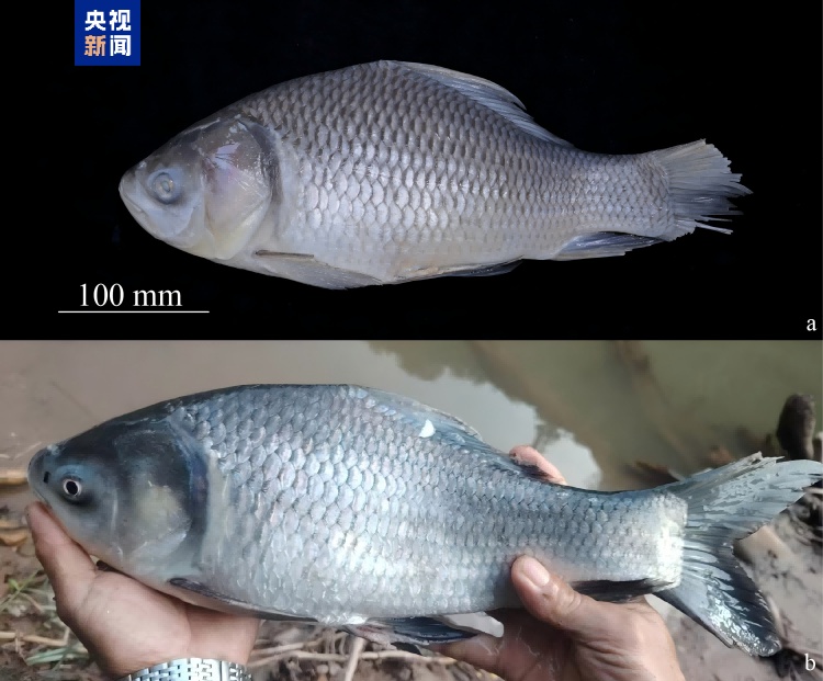 中国新记录鱼类+5 云南西双版纳澜沧江流域有新发现