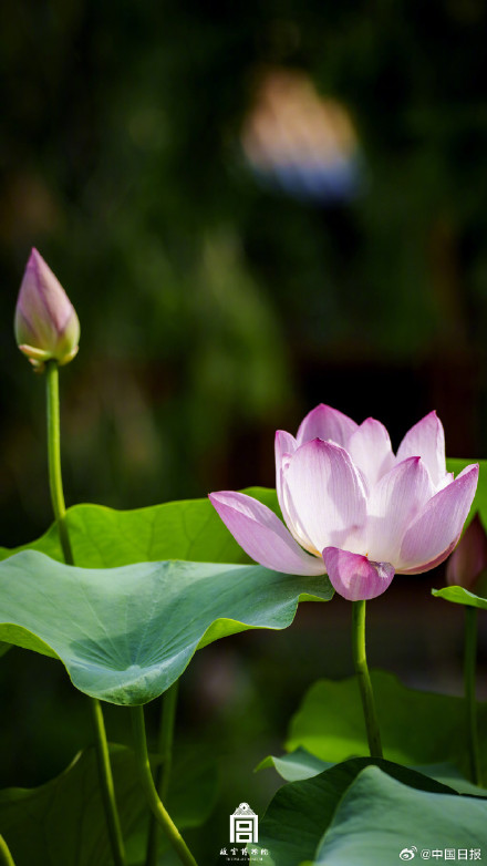 收藏！故宫夏日壁纸送来满屏清凉