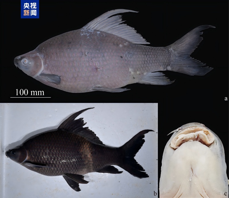 中国新记录鱼类+5 云南西双版纳澜沧江流域有新发现