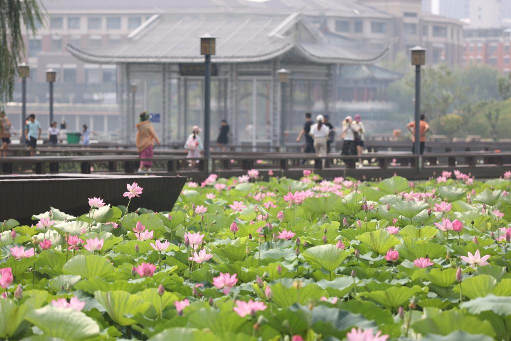 节令之美｜大暑：细嗅荷香，金池纳凉
