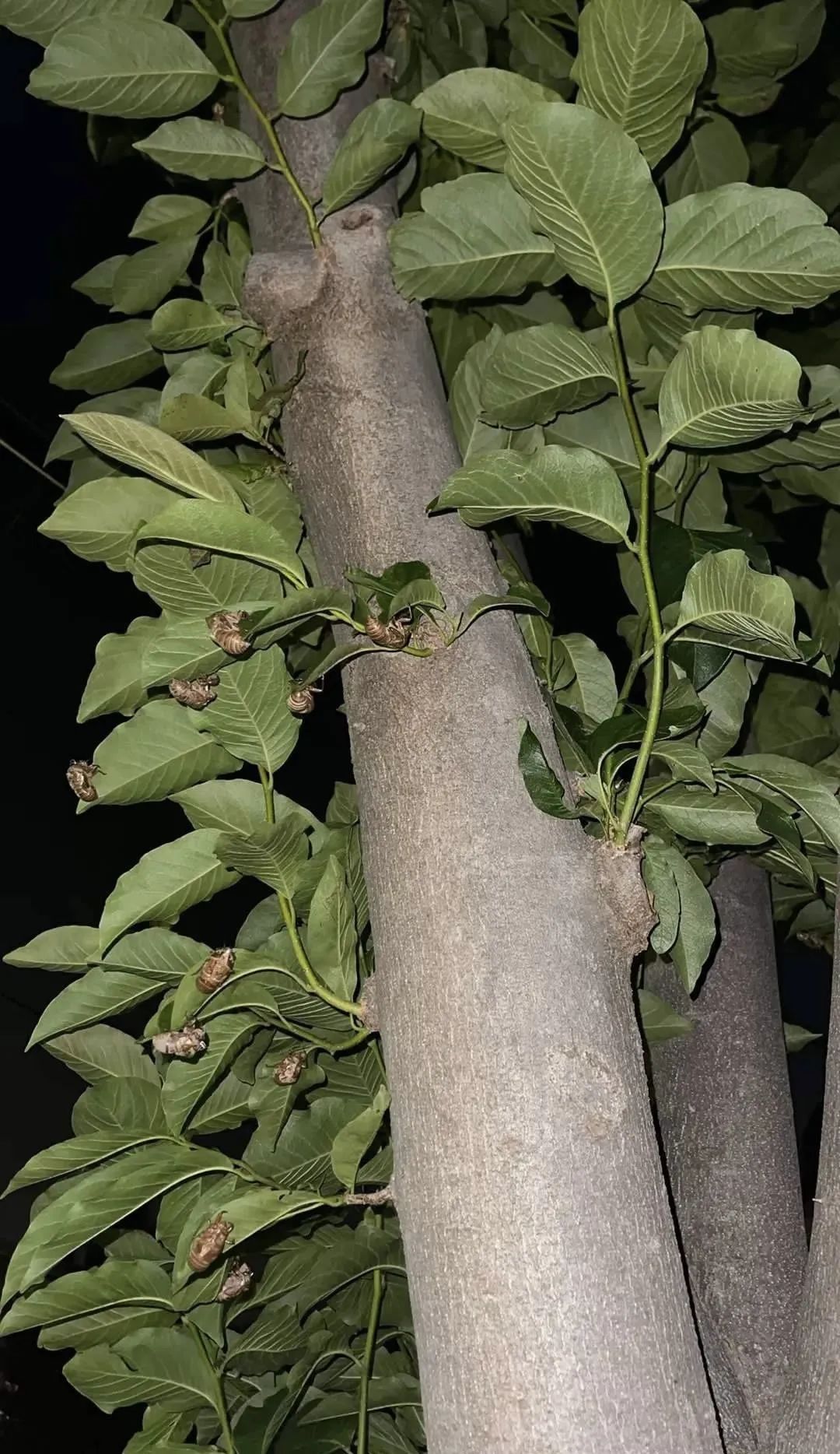 "被尿滋了一脸,还舔了舔"？上海人崩溃！最近多人中招,这4个字冲上热搜